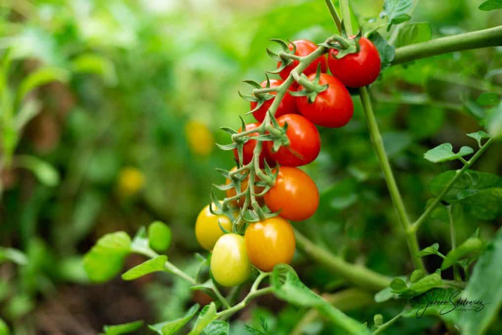 Pomidory Thermomania